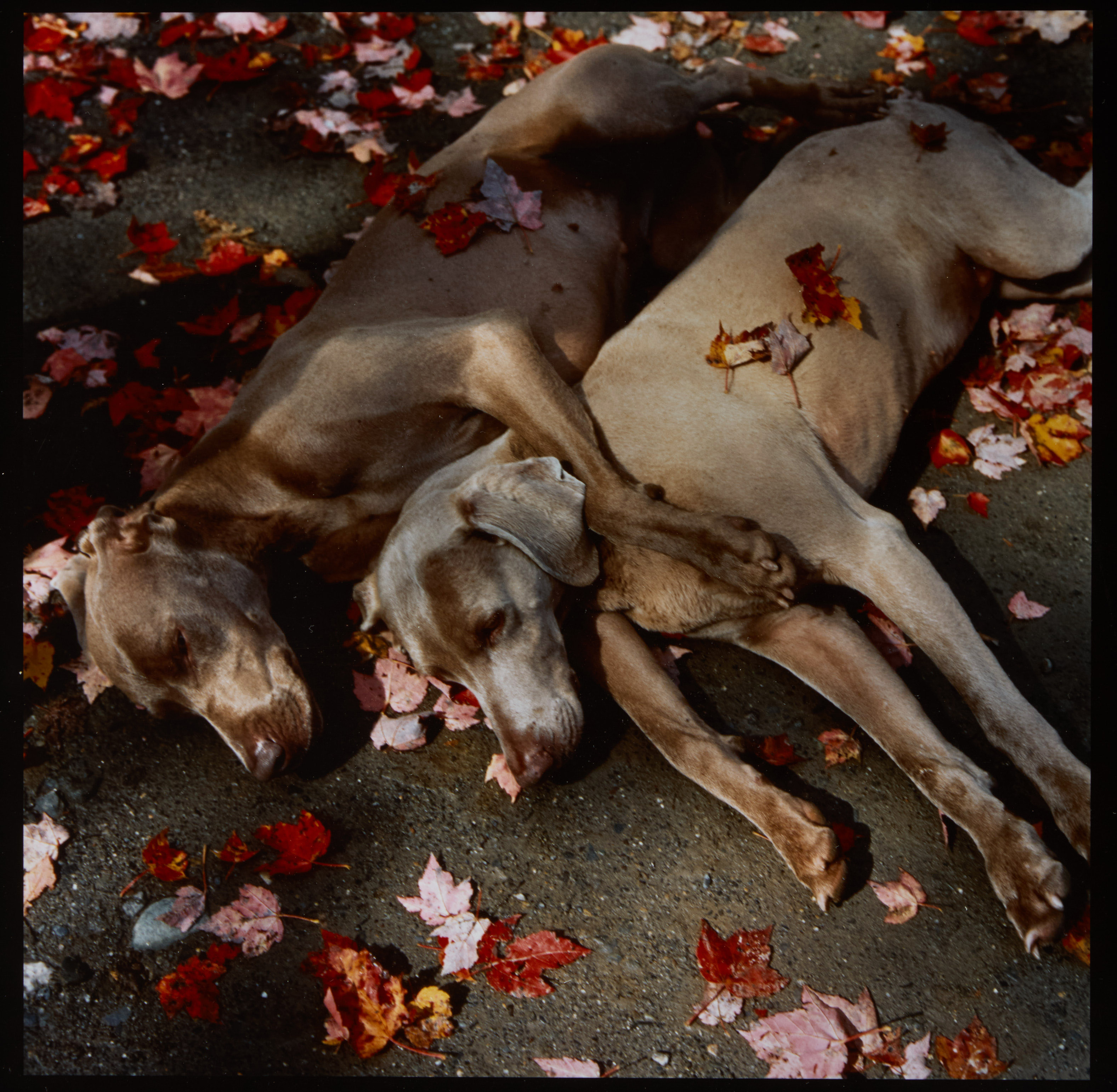 William Wegman - Highest Result