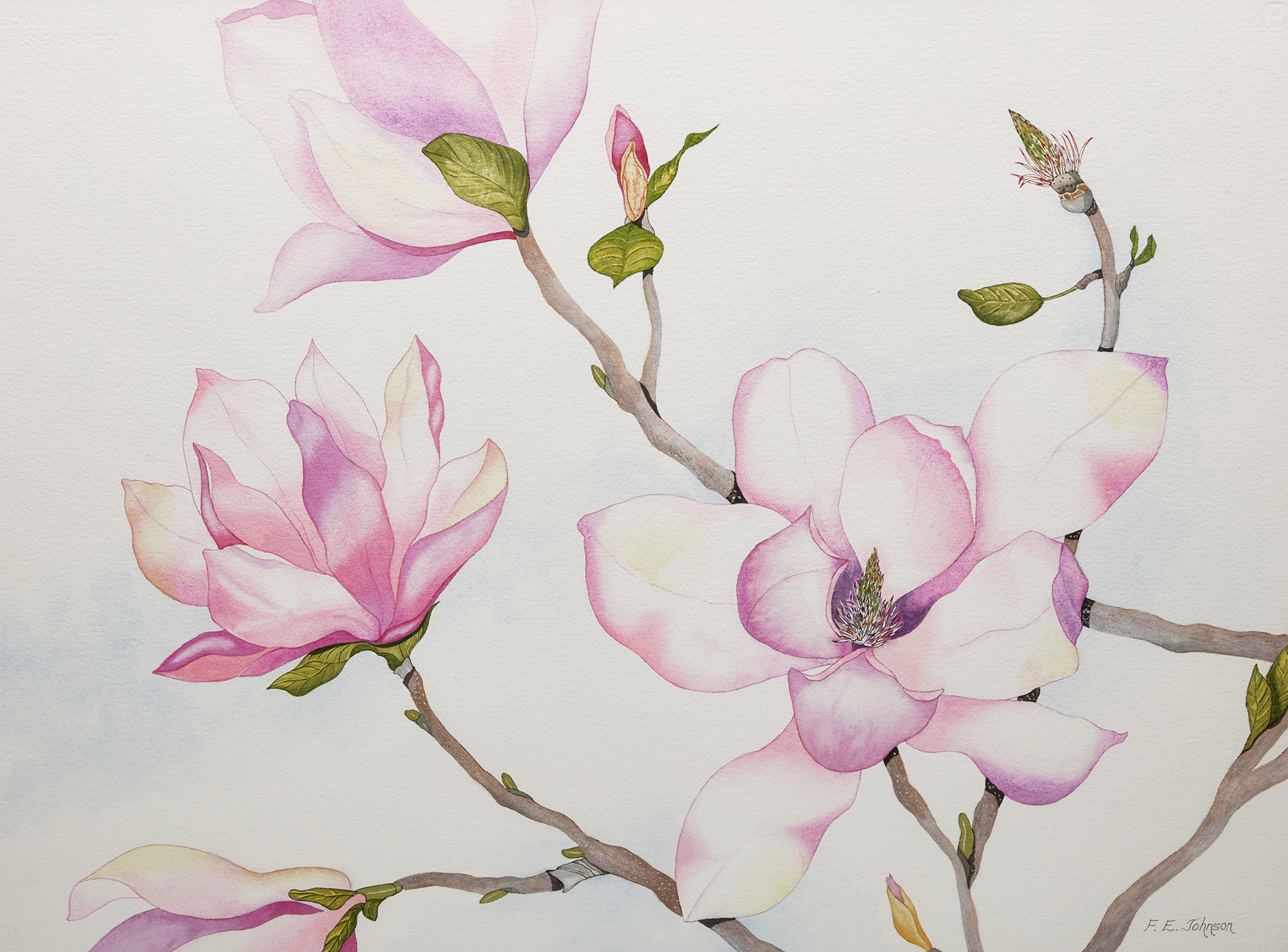F. Eleanor Johnson, Magnolia, watercolour on paper